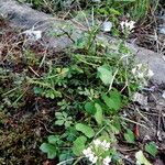 Cleome gynandra Habitus