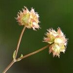 Valeriana vesicaria Ffrwyth