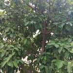 Syzygium samarangense Frunză