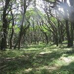 Nothofagus pumilio Habitat