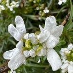 Iberis ciliata Flower