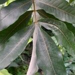 Cossinia pinnata पत्ता