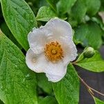 Stewartia monadelpha Flower