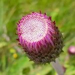 Cirsium heterophyllum Õis