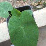 Colocasia esculentaBlad