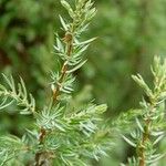 Juniperus communis Blatt