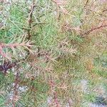 Cryptomeria japonicaList