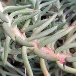 Petrosedum forsterianum Blad