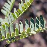 Prosopis velutina पत्ता