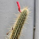 Cleistocactus baumannii Flower