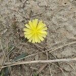 Launaea nudicaulis Flor