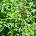 Thalictrum occidentale Hábito