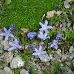 Campanula cenisia花