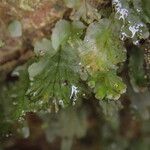 Trichomanes erosum Folha