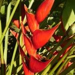Heliconia bihai फूल