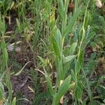 Camelina microcarpa برگ