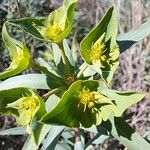 Euphorbia terracina Кветка