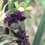 Luisia teretifolia Flower