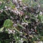 Morella cerifera Fruto