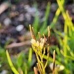 Cardamine parvifloraKwiat