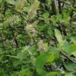 Salix hastata Frugt