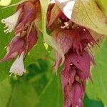 Leycesteria formosa Žiedas