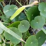 Hydrocotyle verticillata Лист