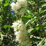 Acnistus arborescens Flor