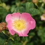 Rosa rubiginosa Flower