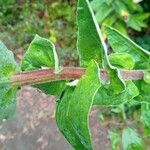 Helichrysum foetidum Leaf