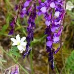 Vicia eriocarpa Bloem