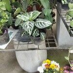Aphelandra aurantiaca Yaprak