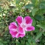 Clarkia unguiculata 花