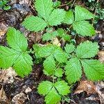 Agrimonia rostellata Leaf