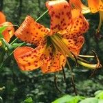 Lilium superbumBloem