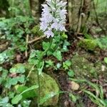 Dactylorhiza fuchsiiKukka