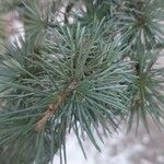 Cedrus atlantica Blad