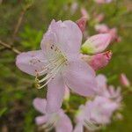 Rhododendron schlippenbachii Flor