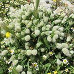 Lagurus ovatus Fleur