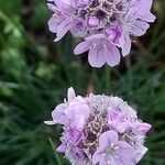 Armeria girardii പുഷ്പം