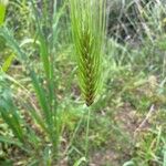 Dasypyrum villosum Floro