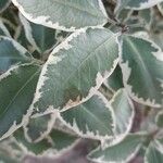 Pittosporum tenuifolium Прочее