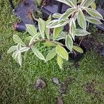 Costus arabicusList