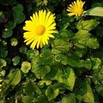 Doronicum pardalianches पत्ता