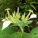 Mussaenda frondosa Λουλούδι