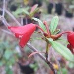 Rhododendron banghamiorum