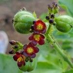 Jatropha gossypiifolia Flor