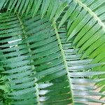 Dioon spinulosum List