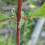 Epilobium lanceolatum Leaf