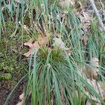 Carex digitata Habitus